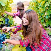 lavoro, corsi vitivinicolo per i giovani, formazione gratuita per i giovani